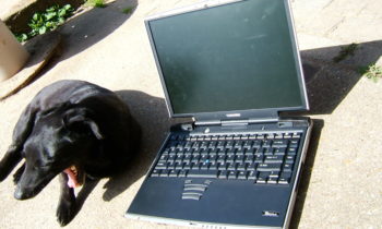 laptop kutya